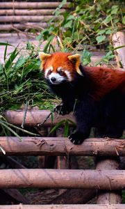 Preview wallpaper red panda, stairs, building, climbing, leaves