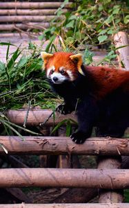 Preview wallpaper red panda, stairs, building, climbing, leaves