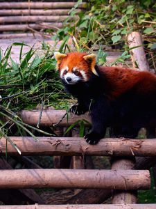 Preview wallpaper red panda, stairs, building, climbing, leaves