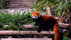 Preview wallpaper red panda, stairs, building, climbing, leaves