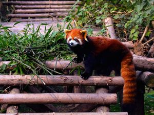 Preview wallpaper red panda, stairs, building, climbing, leaves