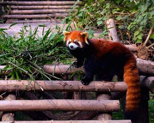 Preview wallpaper red panda, stairs, building, climbing, leaves