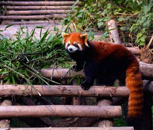 Preview wallpaper red panda, stairs, building, climbing, leaves