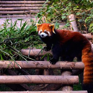 Preview wallpaper red panda, stairs, building, climbing, leaves