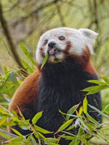 Preview wallpaper red panda, tongue, animal, leaves