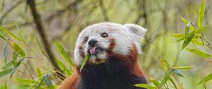 Preview wallpaper red panda, tongue, animal, leaves
