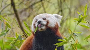 Preview wallpaper red panda, tongue, animal, leaves