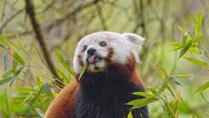 Preview wallpaper red panda, tongue, animal, leaves