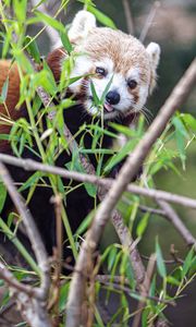 Preview wallpaper red panda, tongue protruding, branches, wildlife, animal