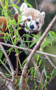 Preview wallpaper red panda, tongue protruding, branches, wildlife, animal