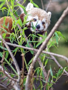 Preview wallpaper red panda, tongue protruding, branches, wildlife, animal