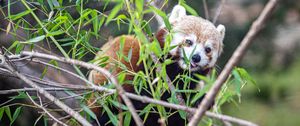 Preview wallpaper red panda, tongue protruding, branches, wildlife, animal