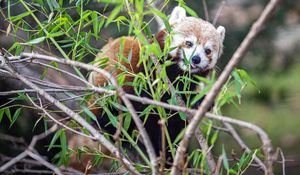 Preview wallpaper red panda, tongue protruding, branches, wildlife, animal