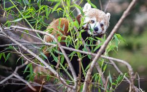 Preview wallpaper red panda, tongue protruding, branches, wildlife, animal