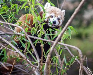 Preview wallpaper red panda, tongue protruding, branches, wildlife, animal