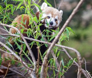 Preview wallpaper red panda, tongue protruding, branches, wildlife, animal