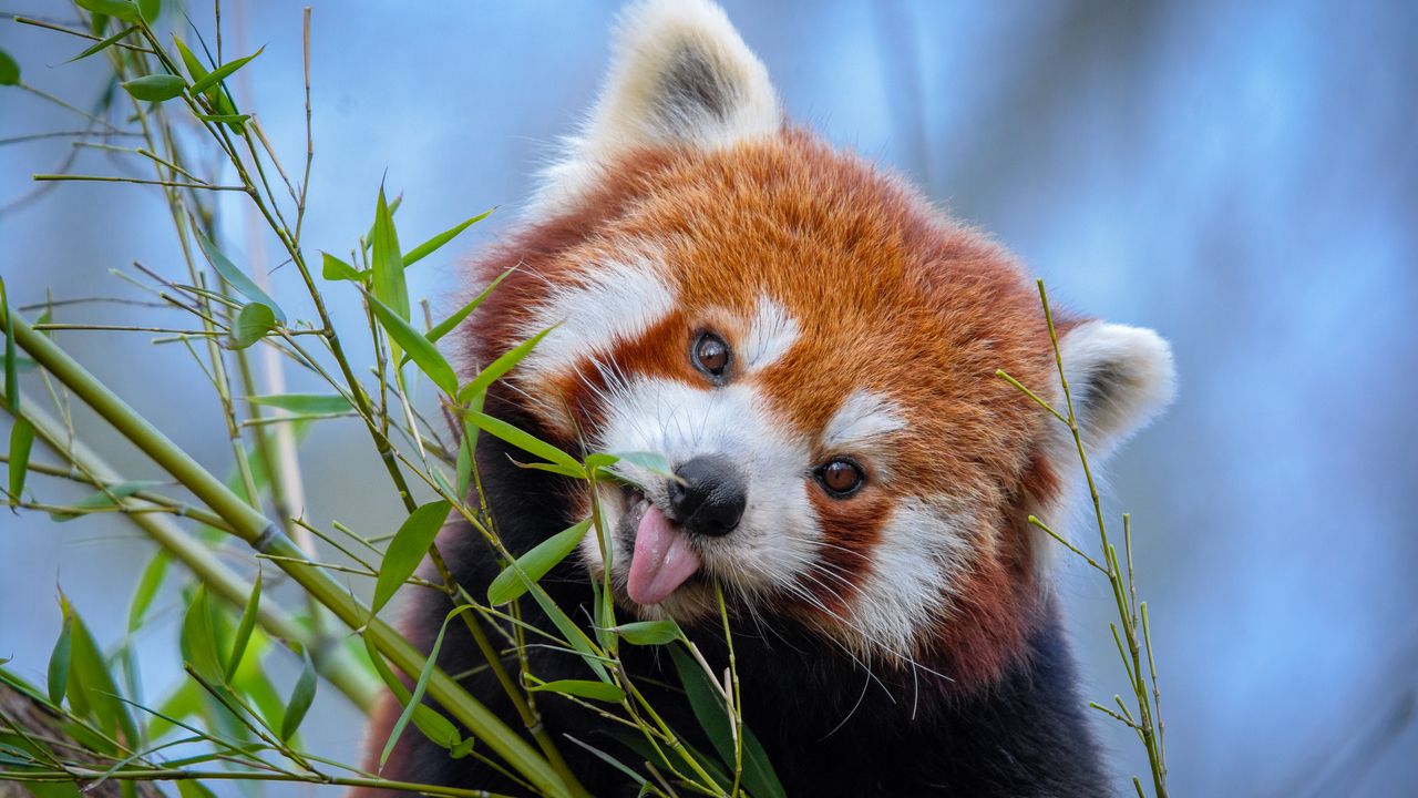 Wallpaper red panda, tongue protruding, cute, funny, animal, bamboo