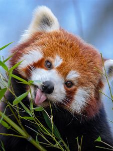 Preview wallpaper red panda, tongue protruding, cute, funny, animal, bamboo