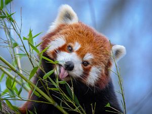 Preview wallpaper red panda, tongue protruding, cute, funny, animal, bamboo