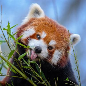 Preview wallpaper red panda, tongue protruding, cute, funny, animal, bamboo