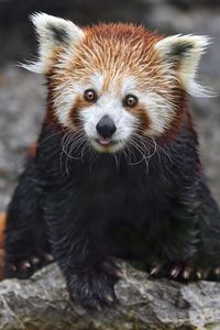 Preview wallpaper red panda, tongue protruding, rock, wildlife, animal, funny