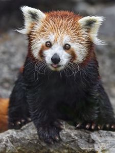 Preview wallpaper red panda, tongue protruding, rock, wildlife, animal, funny