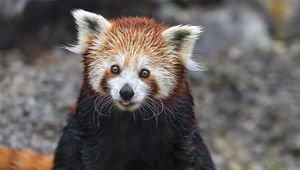 Preview wallpaper red panda, tongue protruding, rock, wildlife, animal, funny