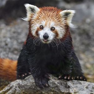 Preview wallpaper red panda, tongue protruding, rock, wildlife, animal, funny