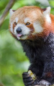 Preview wallpaper red panda, tongue sticking out, animal, funny