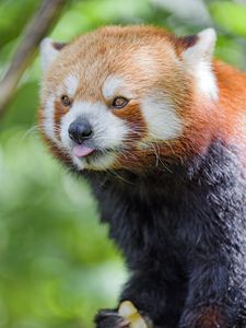 Preview wallpaper red panda, tongue sticking out, animal, funny