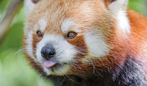 Preview wallpaper red panda, tongue sticking out, animal, funny