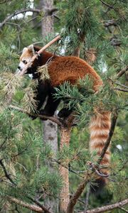 Preview wallpaper red panda, tree, animal, brown, wildlife