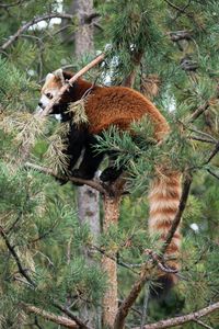 Preview wallpaper red panda, tree, animal, brown, wildlife