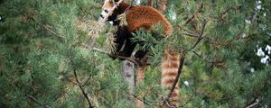 Preview wallpaper red panda, tree, animal, brown, wildlife