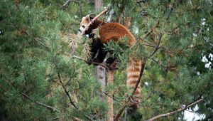 Preview wallpaper red panda, tree, animal, brown, wildlife