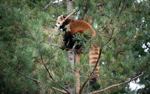 Preview wallpaper red panda, tree, animal, brown, wildlife