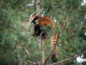 Preview wallpaper red panda, tree, animal, brown, wildlife