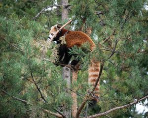 Preview wallpaper red panda, tree, animal, brown, wildlife