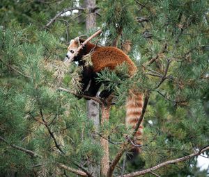 Preview wallpaper red panda, tree, animal, brown, wildlife