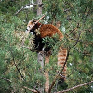 Preview wallpaper red panda, tree, animal, brown, wildlife