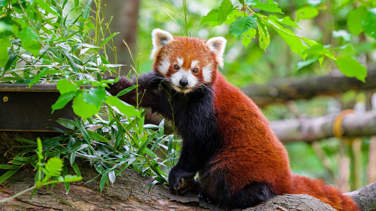 Wallpaper red panda, tree, bark, leaves, animal hd, picture, image