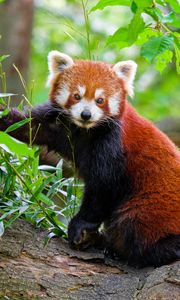 Preview wallpaper red panda, tree, bark, leaves, animal