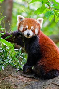 Preview wallpaper red panda, tree, bark, leaves, animal