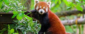 Preview wallpaper red panda, tree, bark, leaves, animal