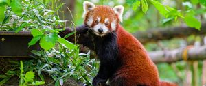 Preview wallpaper red panda, tree, bark, leaves, animal