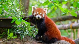 Preview wallpaper red panda, tree, bark, leaves, animal