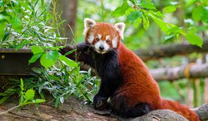 Preview wallpaper red panda, tree, bark, leaves, animal