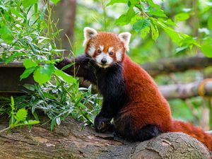 Preview wallpaper red panda, tree, bark, leaves, animal