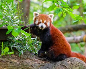 Preview wallpaper red panda, tree, bark, leaves, animal