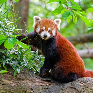Preview wallpaper red panda, tree, bark, leaves, animal